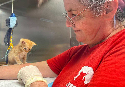 The Power of Volunteers in Fundraising in North Central Texas